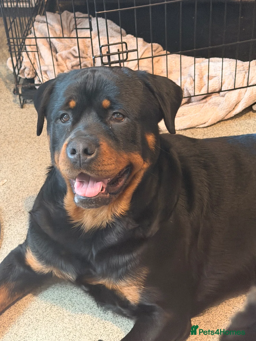 Rottweiler dogs for sale: Rare beautiful Rottweiler puppies  in ELY - Advert 3