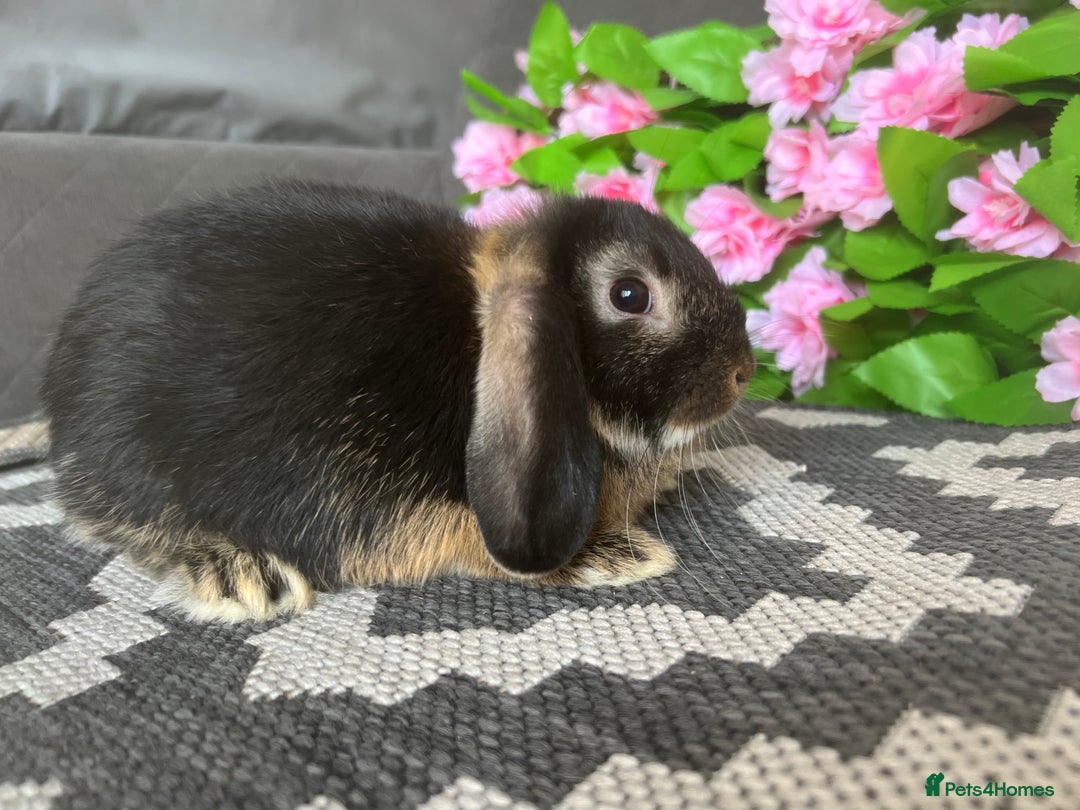 Mini Lop rabbits for sale: READY TO GO! Mini Lop Boys (2 Left) - Image 9