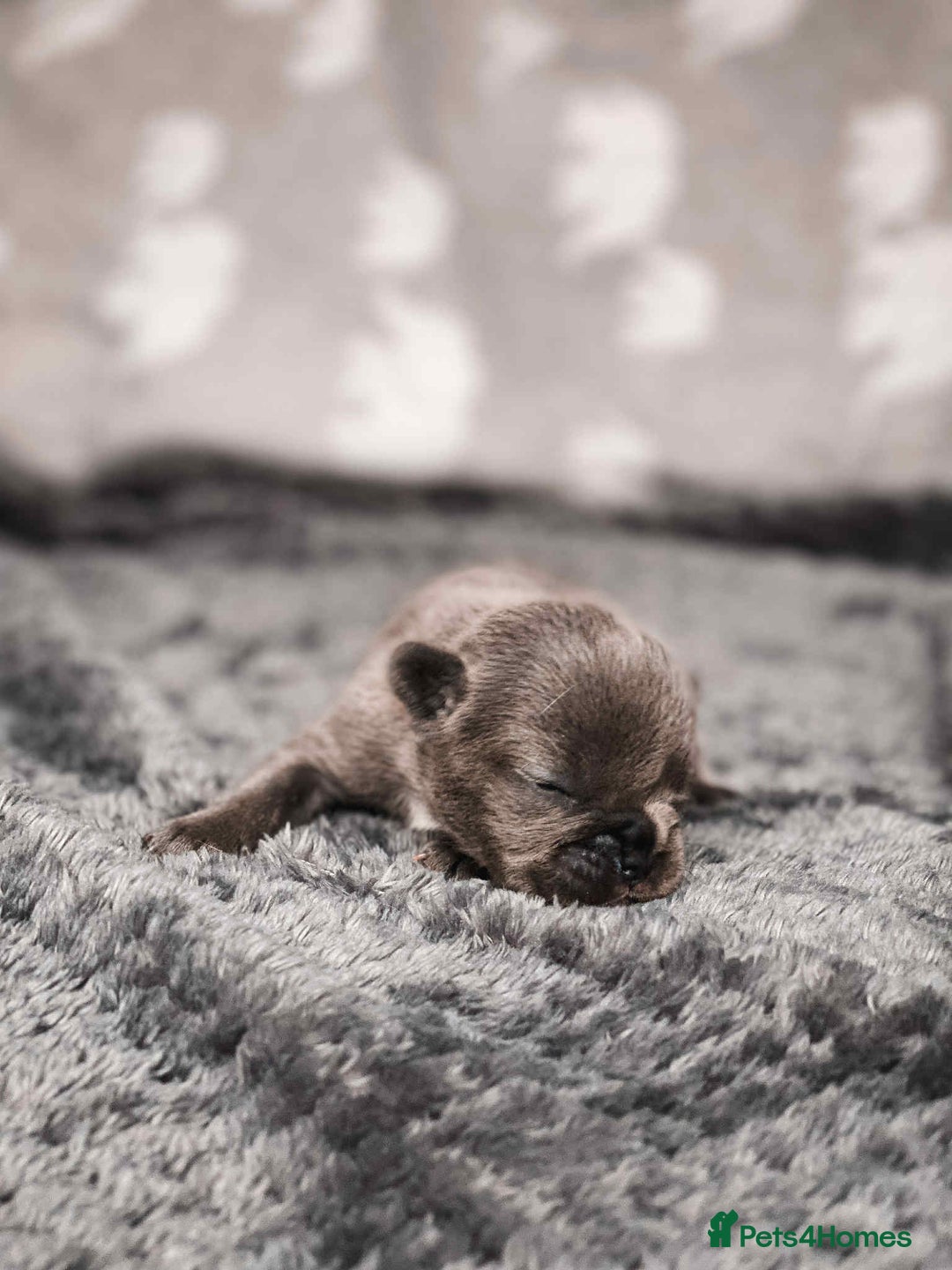 French Bulldog dogs for sale: French Bulldogs - Image 15