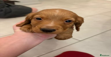 Cocker Spaniel dogs Stunning kc register cocker spaniels family ready - Advert 6