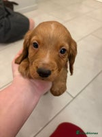 Cocker Spaniel dogs Stunning kc register cocker spaniels family ready - Advert 6