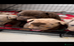 Olde English Bulldogge dogs for sale: Top quality olde English bulldogs - NEBBER REG - Advert 9