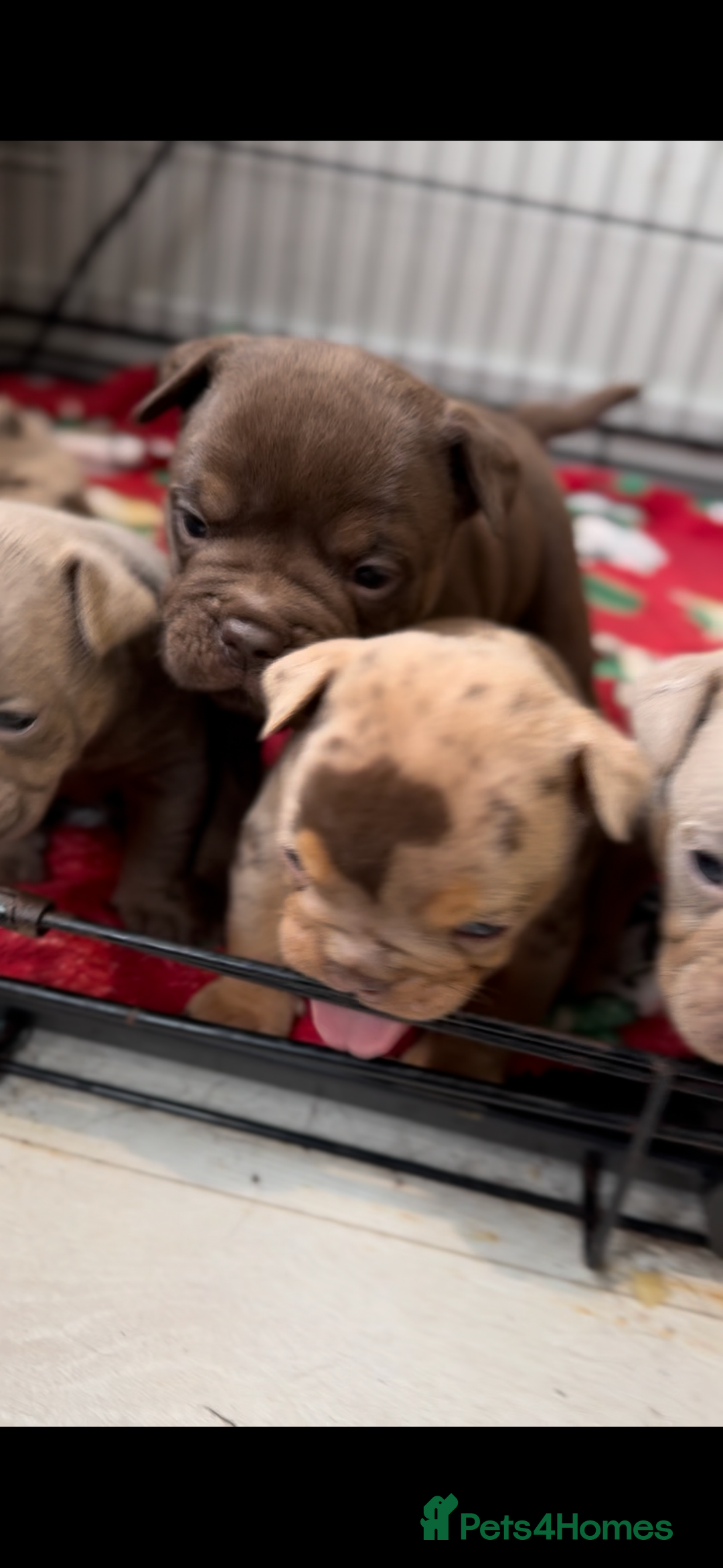 Olde English Bulldogge dogs for sale: Top quality olde English bulldogs - NEBBER REG - Advert 9
