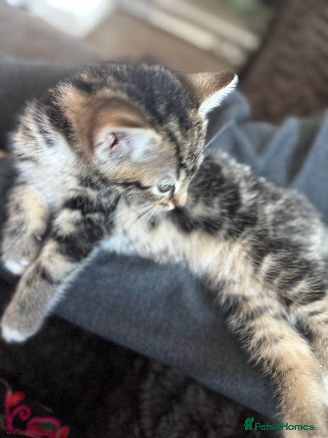 Mixed Breed cats for sale: Tabby kitten - Advert 3