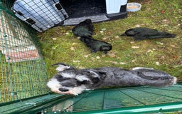 Ducks poultry for sale: Three beautiful ducks - Image 3