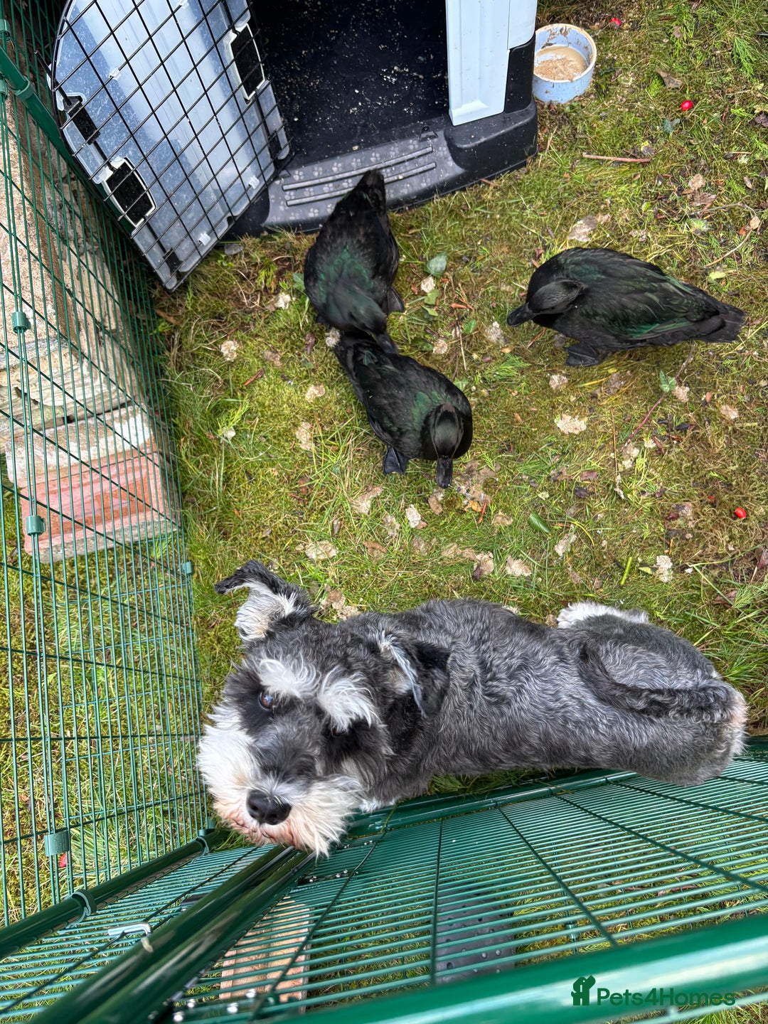 Ducks poultry for sale: Three beautiful ducks - Image 3