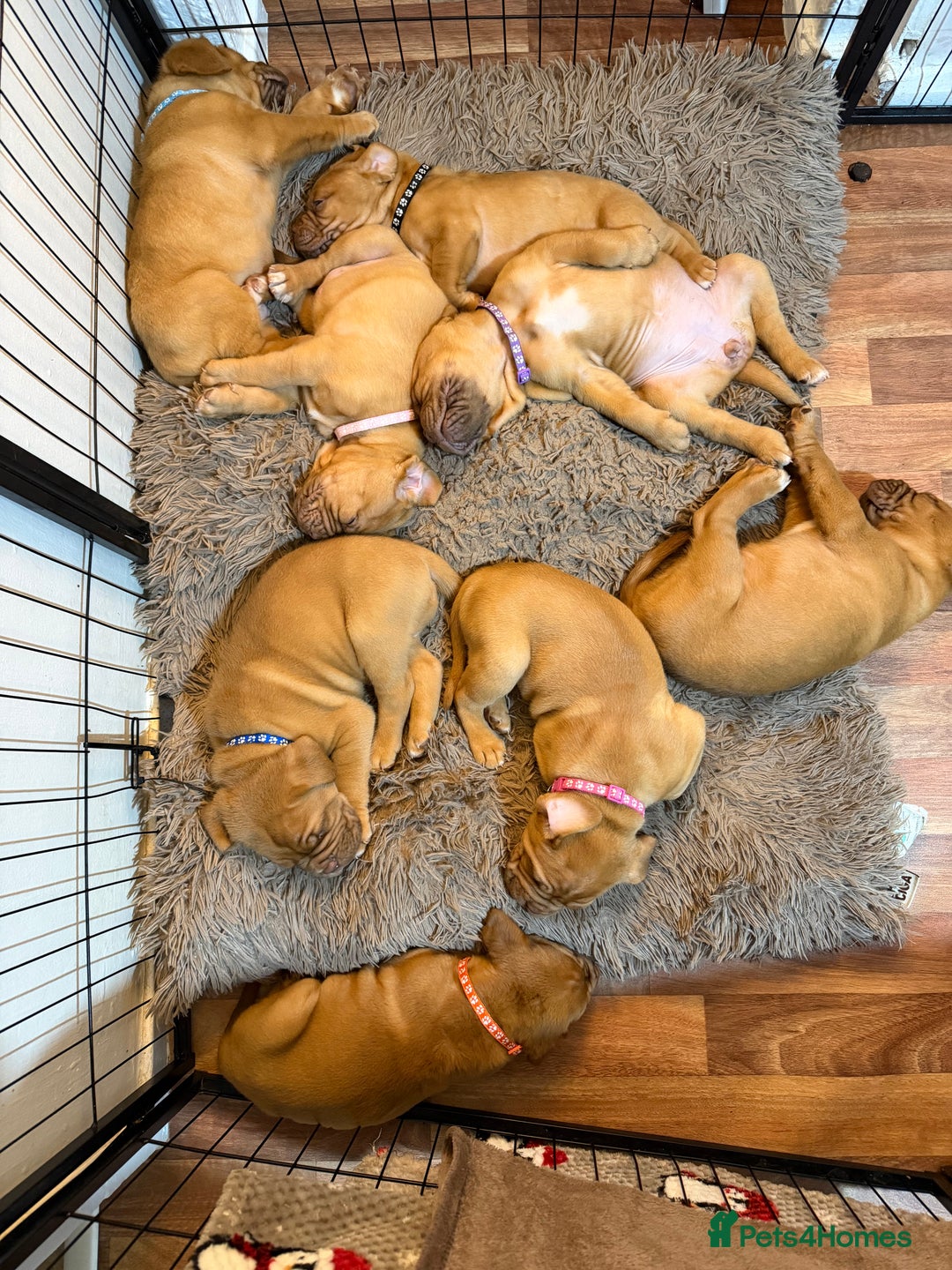 Dogue De Bordeaux dogs for sale: Beautiful Dogue De Bordeaux Puppies - Advert 8