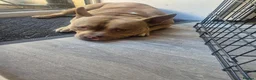 American Bully dogs for sale: Loving Home Wanted for 1 year old Sugar Cane - Advert 9