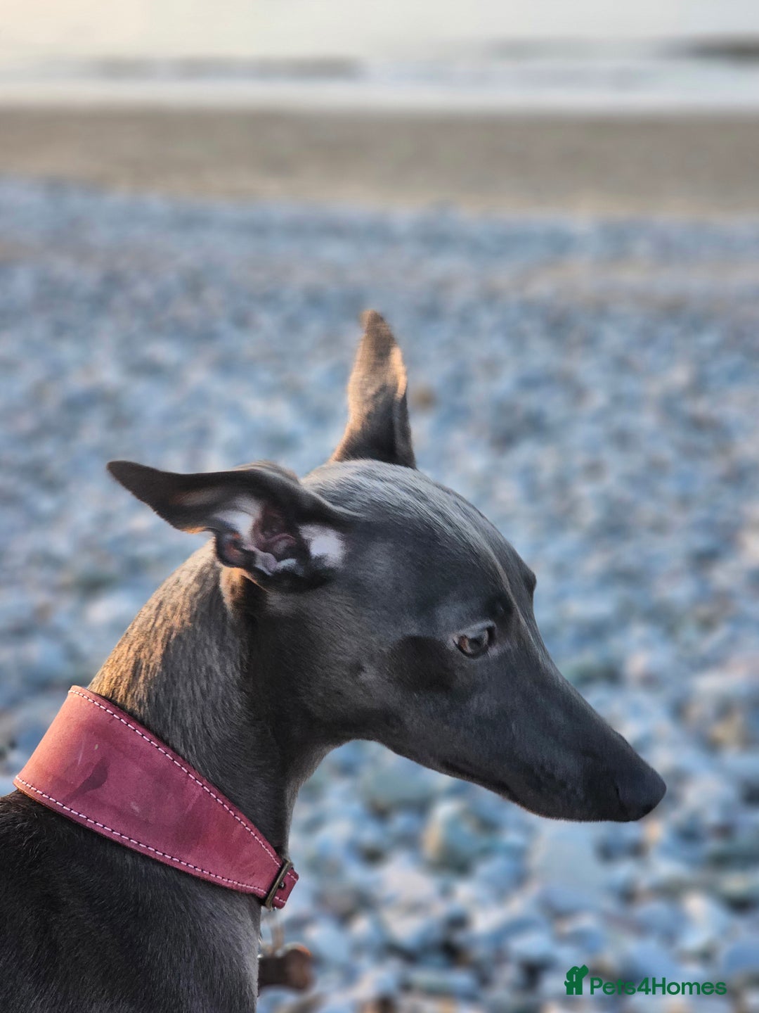 Whippet dogs for sale: KC Registered Blue Laguna Whippets - Image 11