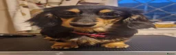 Miniature Dachshund dogs for sale: Champion Sired Mini Longhaired Dachshunds - Advert 8