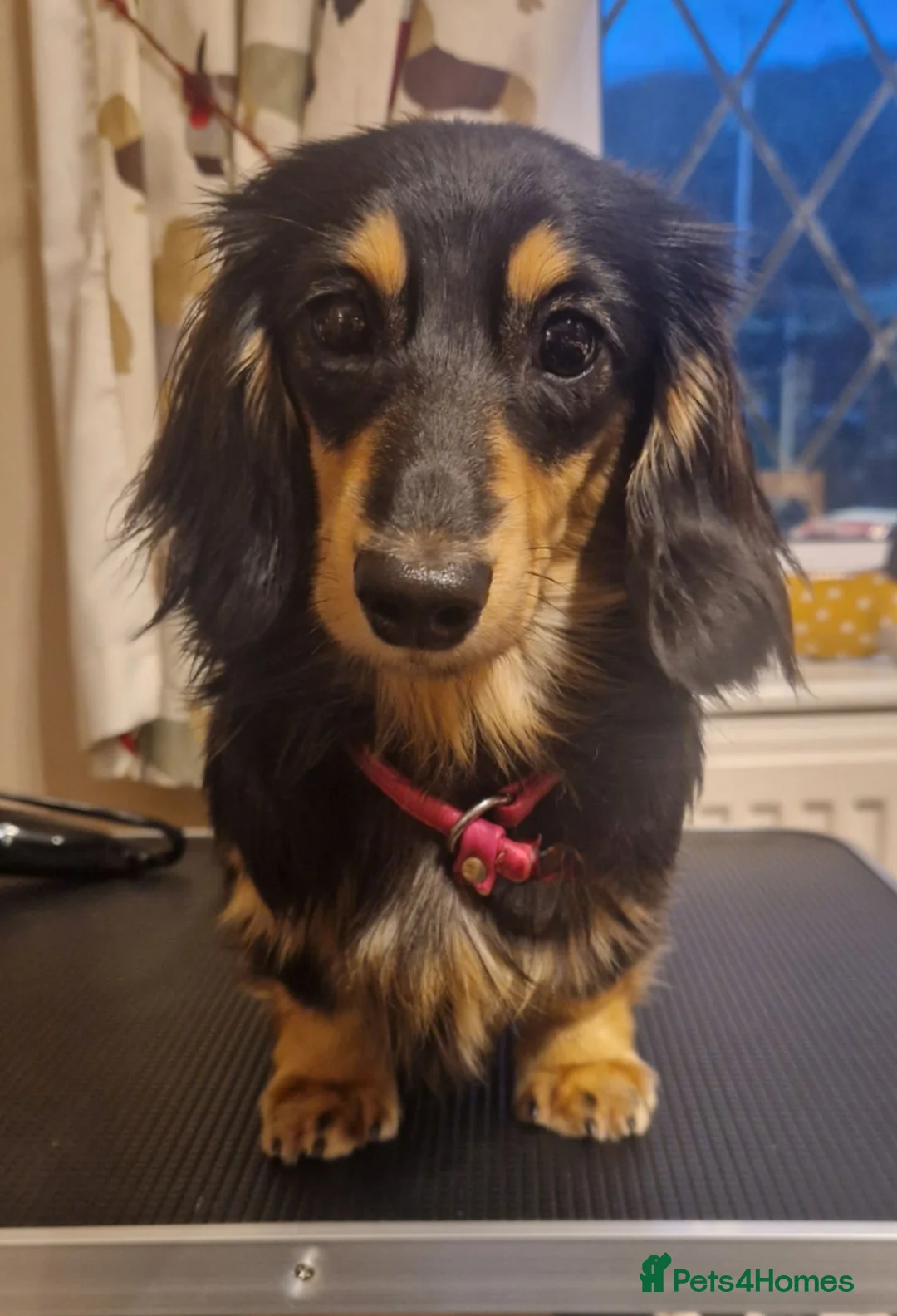 Miniature Dachshund dogs for sale: Champion Sired Mini Longhaired Dachshunds - Advert 8