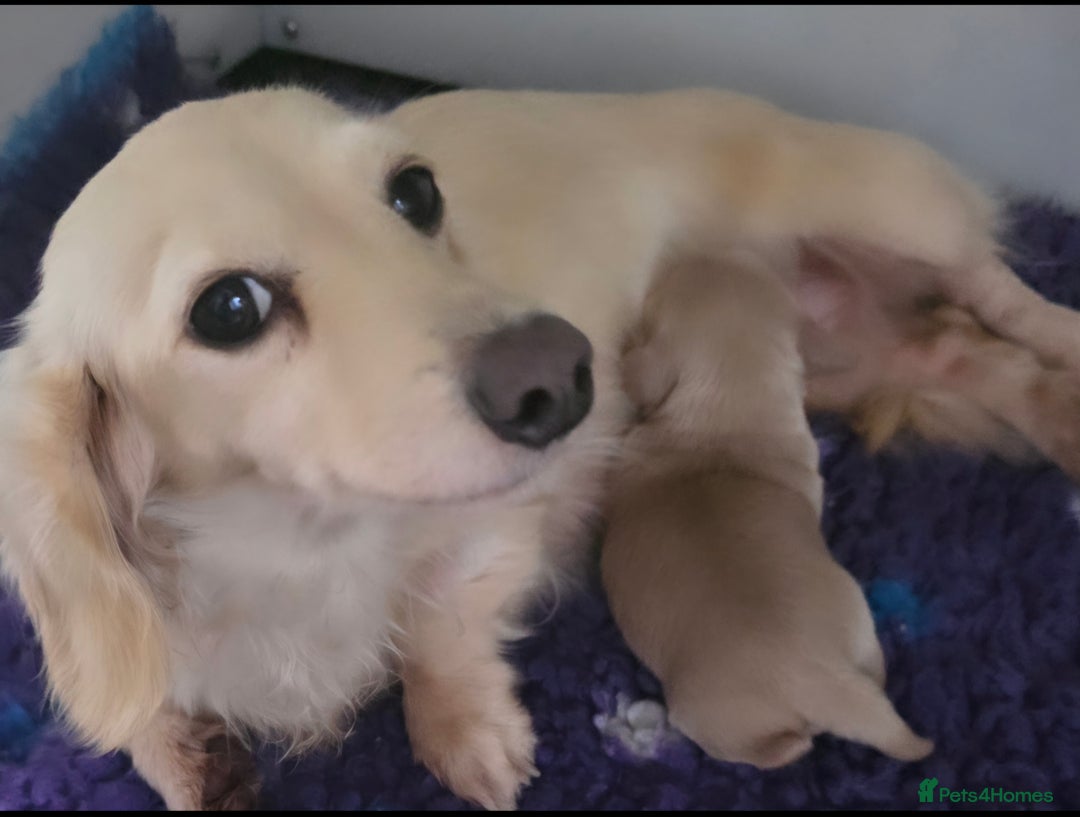 Miniature Dachshund dogs for sale: Stunning Cream Miniture Dachshund puppy 5  - Image 4