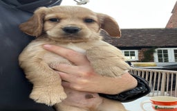 Cocker Spaniel dogs for sale: Working Coker spaniels  in Worcester - Image 9