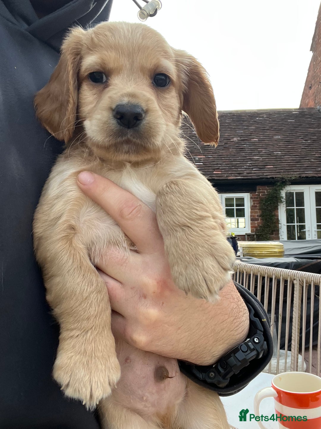 Cocker Spaniel dogs for sale: Working Coker spaniels  in Worcester - Image 9