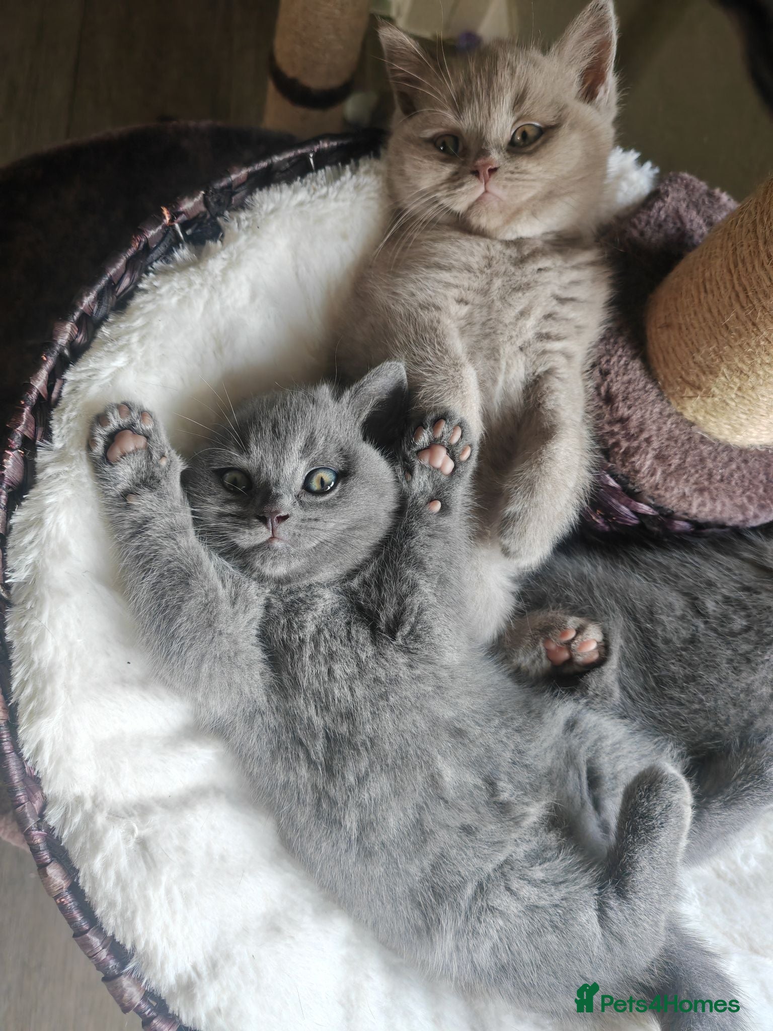 British Shorthair cats Chunky British Shorthair Kittens - Advert 4
