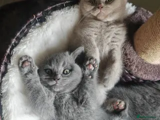 British Shorthair cats Chunky British Shorthair Kittens - Advert 4