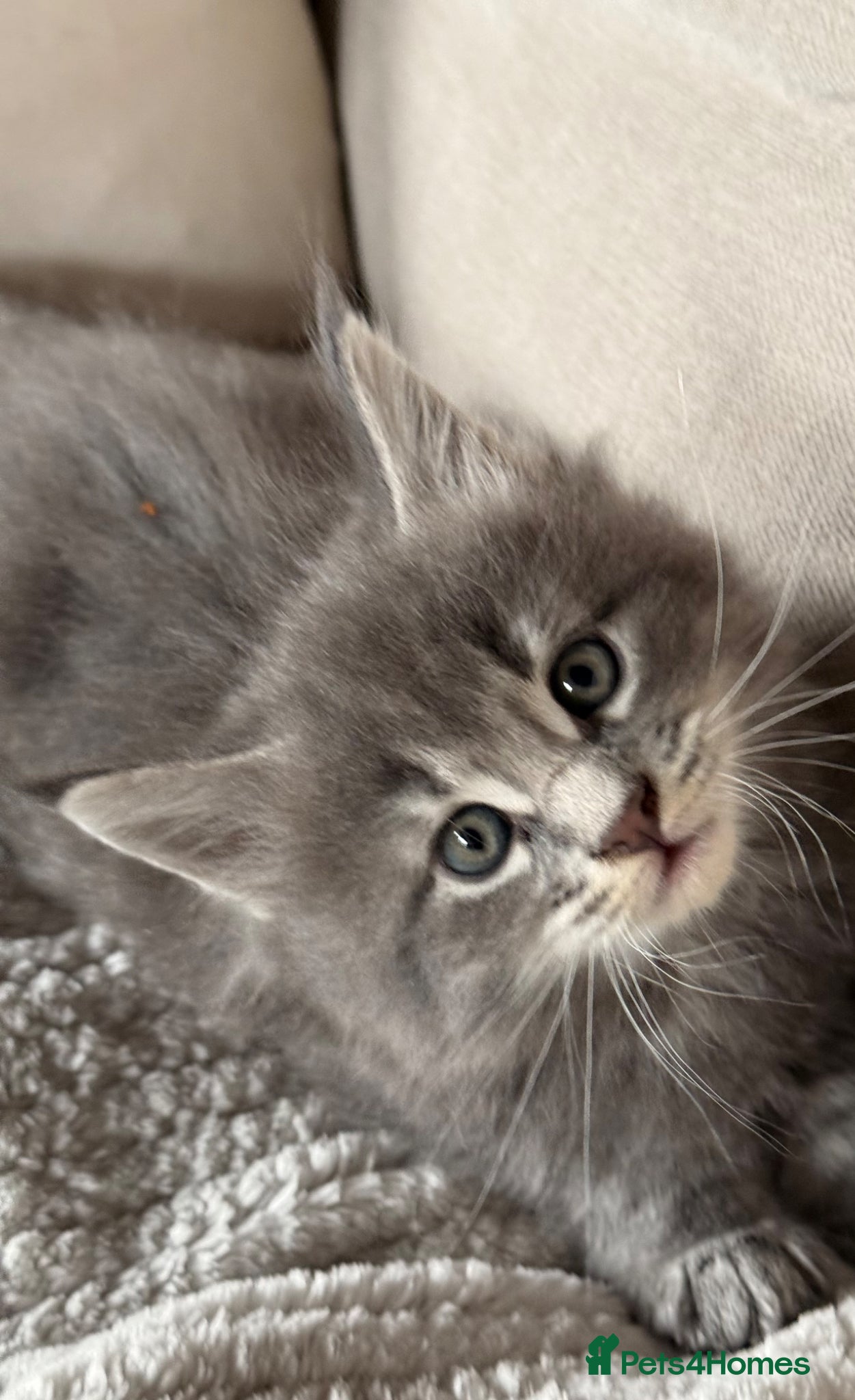 Maine Coon cats Maine Coon  - Advert 16