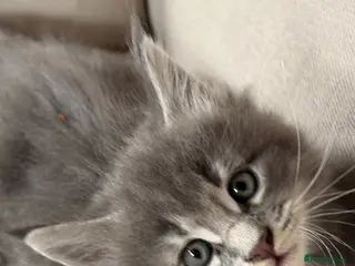 Maine Coon cats Maine Coon - Advert 16