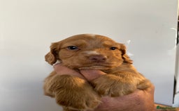 Sprocker dogs for sale: Gorgeous sprocker pups - Image 6