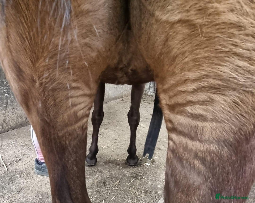 Welsh Section B horses for sale: sad sale of the most beautiful little dun mare! - Image 16