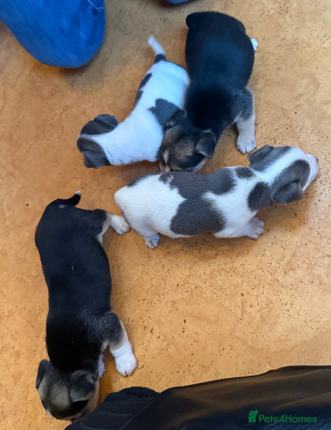 Jack Russell dogs for sale: Miniature jack Russell’s  - Advert 7