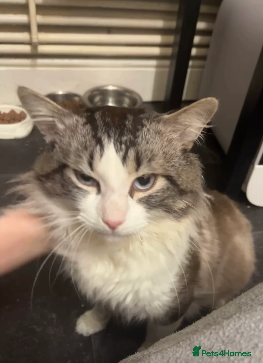 Ragdoll cats for sale: Special home needed for my boy  - Advert 3