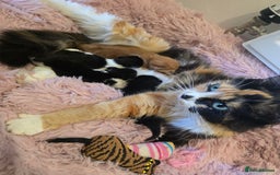 Mixed Breed cats for sale: 1 last final boy looking for his forever home - Image 6
