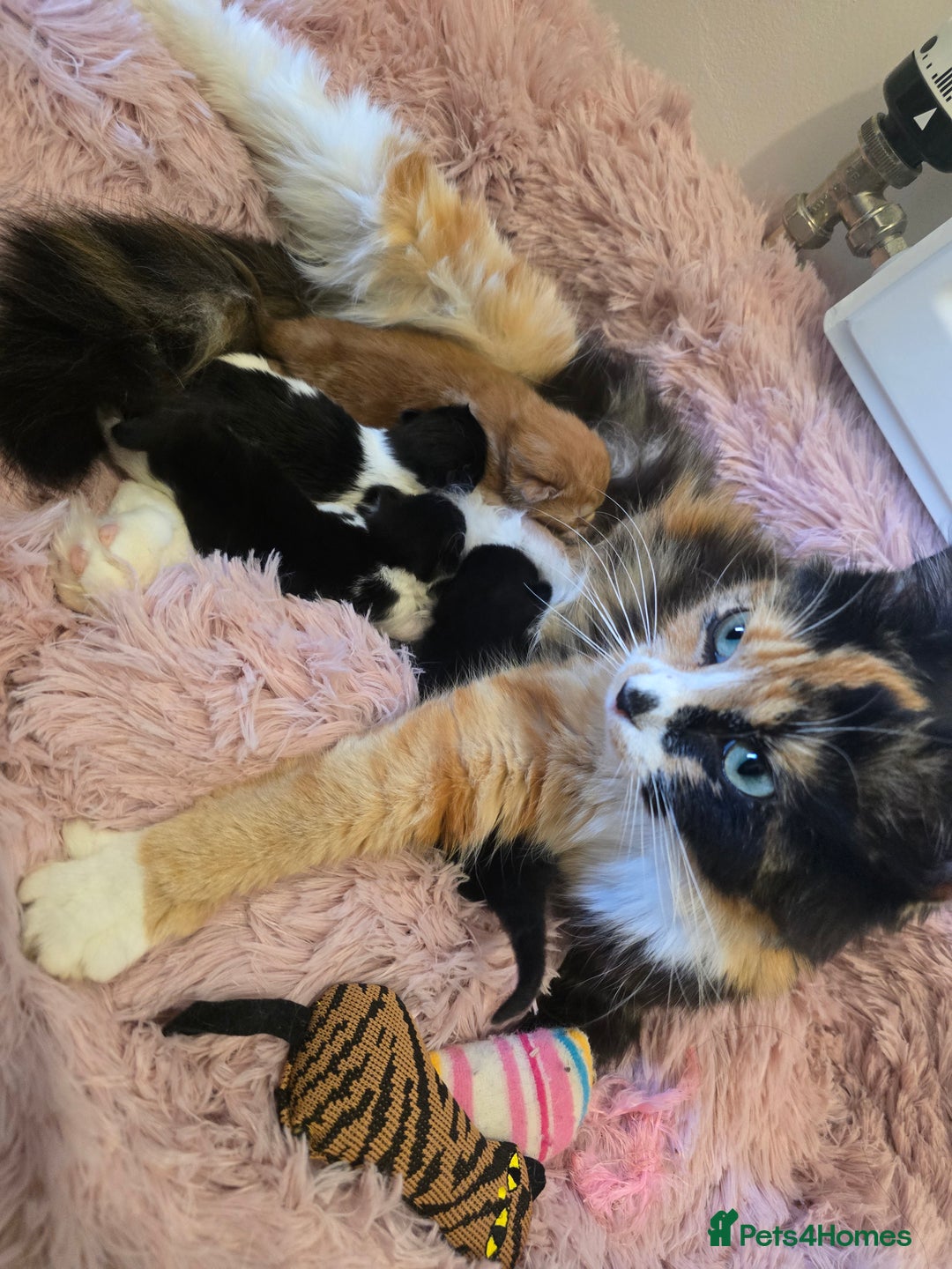 Mixed Breed cats for sale: 1 last final boy looking for his forever home - Image 6