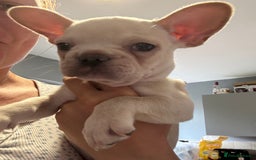 French Bulldog dogs for sale: White French bulldogs puppies  - Image 10
