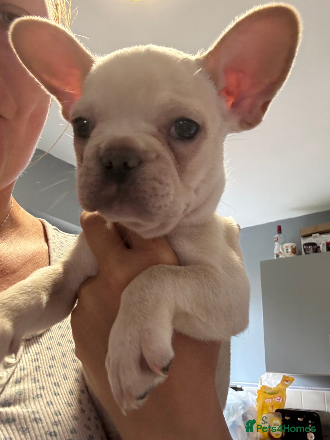 French Bulldog dogs for sale: White French bulldogs puppies  - Image 10
