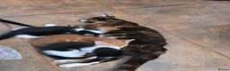 Mixed Breed cats for sale: 2 tuxedo male kittens in Taunton - Advert 2