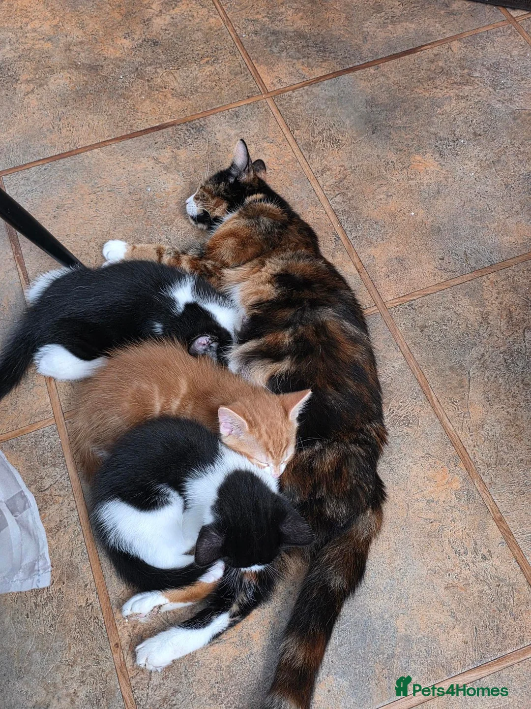Mixed Breed cats for sale: 2 tuxedo male kittens in Taunton - Advert 2