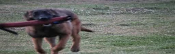 Belgian Shepherd Dog dogs for sale: Kc registered malinois  - Advert 15