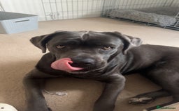 Cane Corso dogs for sale: Cane corso - Image 4