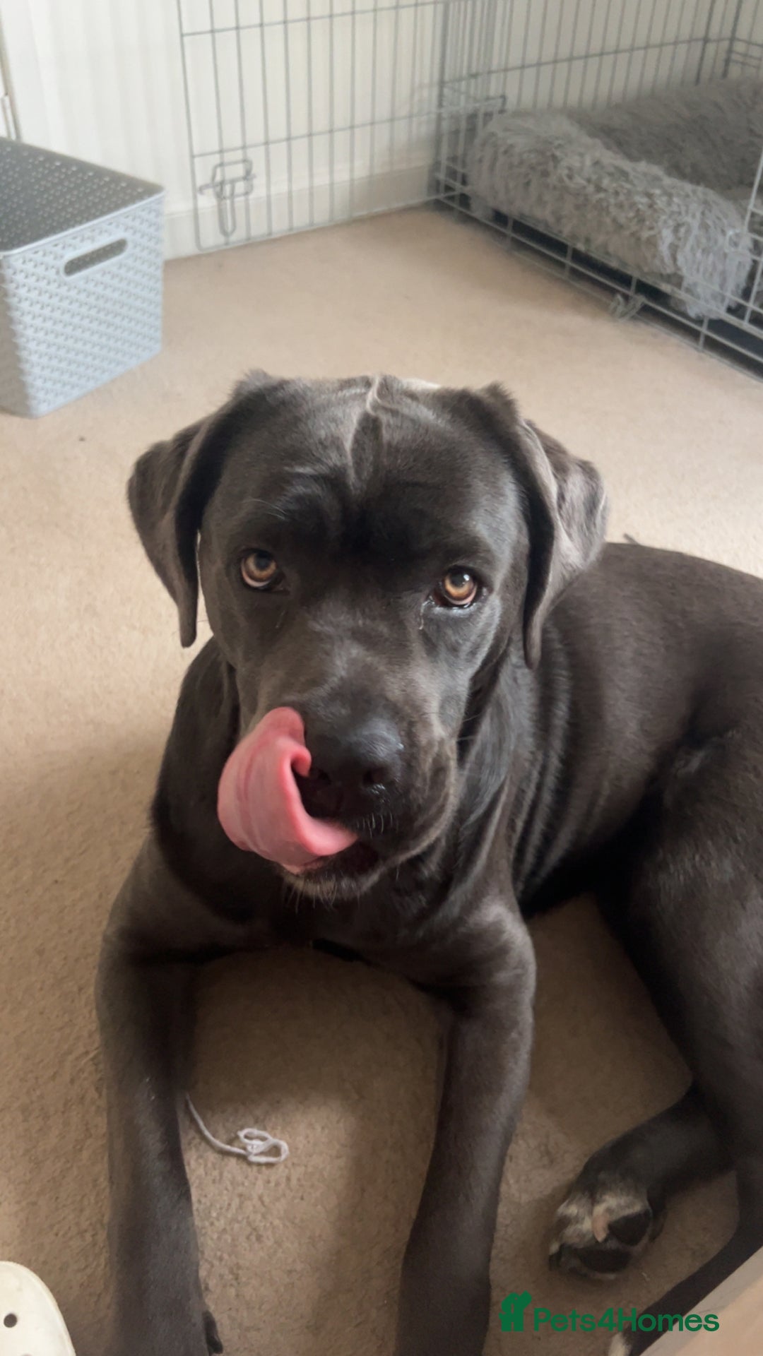 Cane Corso dogs for sale: Cane corso - Image 4