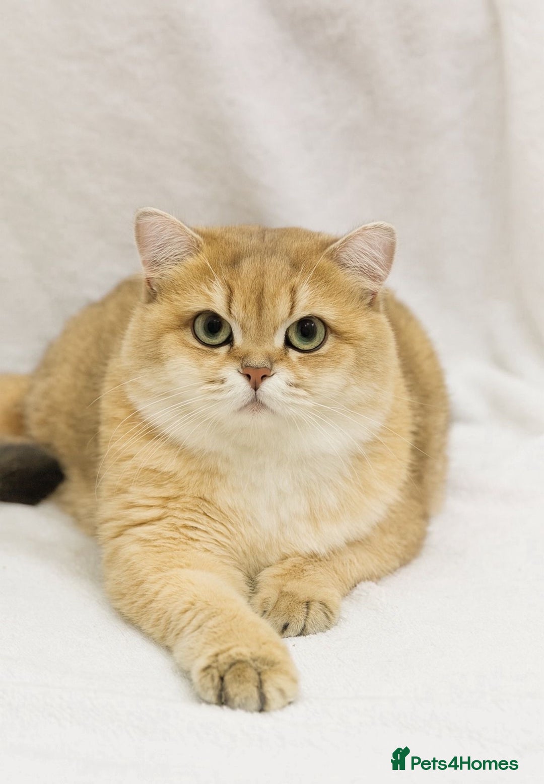 British Shorthair cats for sale: ✨ Golden BSH girls Looking for Loving Homes ✨ - Advert 17