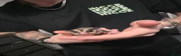 Sugar Glider rodents for sale: Sugar gliders - Advert 4