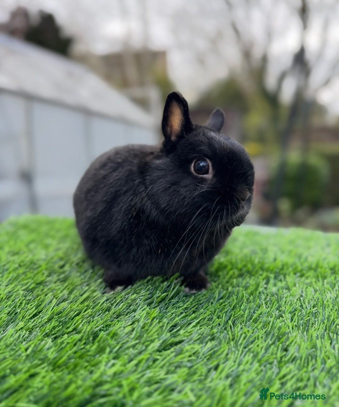 Netherland Dwarf rabbits Netherland dwarf buck  - Advert 1