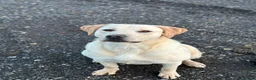 Labrador Retriever dogs for sale: Cream Male Labrador Retriever  - Advert 2