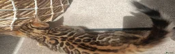 Bengal cats for sale: Absolutely beautiful pedigree bengal kittens - Advert 18