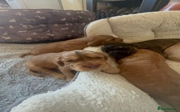 Cocker Spaniel dogs for sale: Show cocker spaniel pups ready 4th November  - Image 22