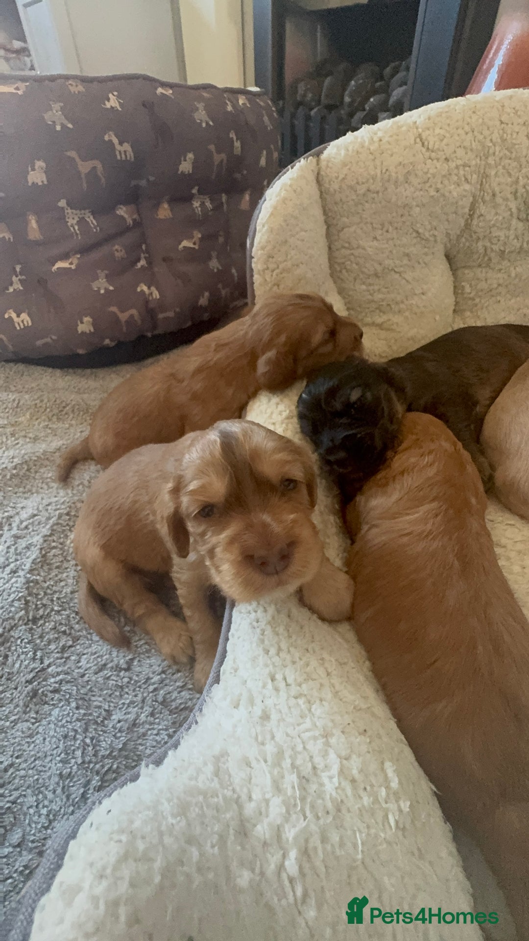 Cocker Spaniel dogs for sale: Show cocker spaniel pups ready 4th November  - Image 22