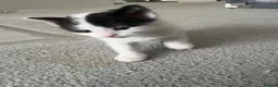 Domestic Shorthair cats for sale: Kittens forsale  - Advert 13
