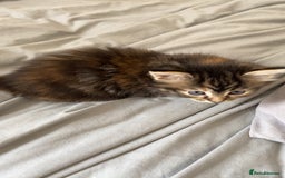 Mixed Breed cats for sale: Gorgeous coloured female kittens - Image 3