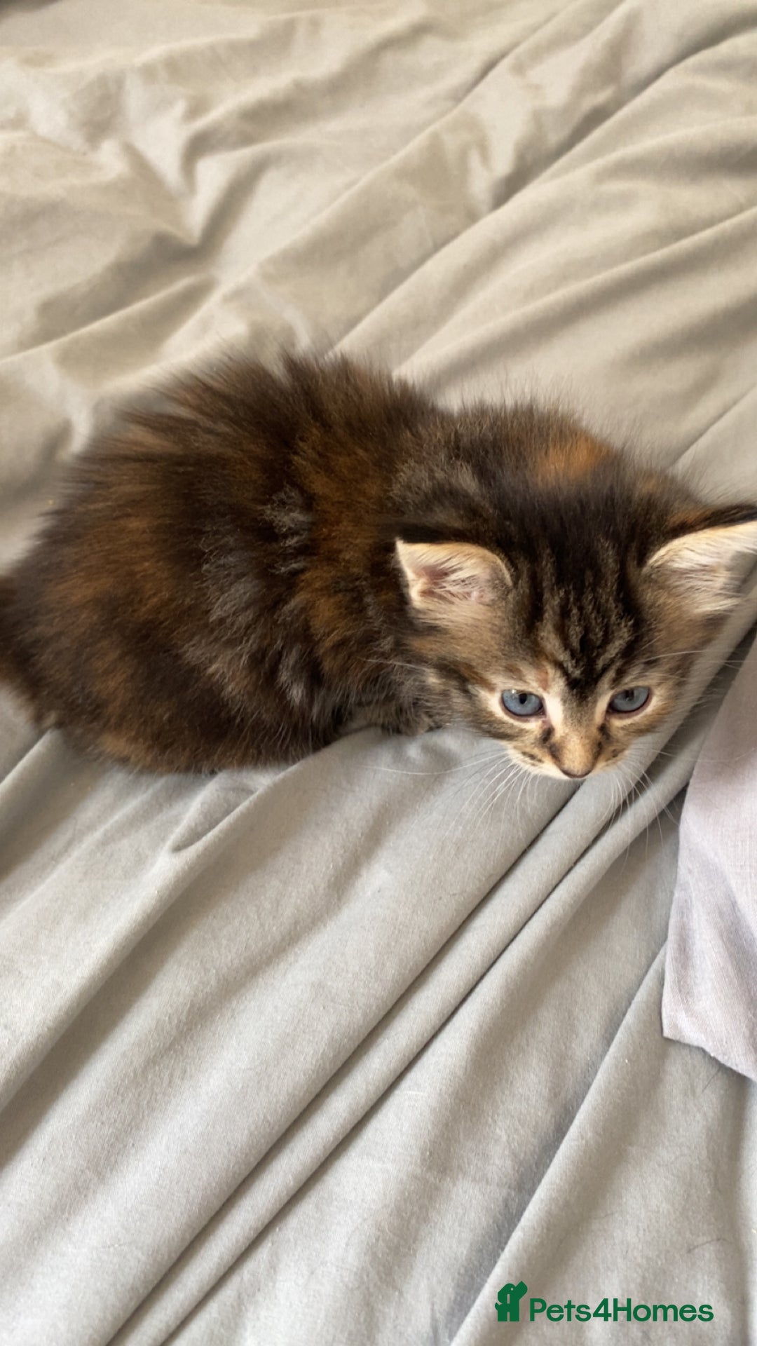 Mixed Breed cats for sale: Gorgeous coloured female kittens - Image 3