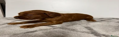 Irish Setter 8