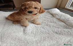 Cockapoo dogs for sale: Gorgous F1B Cockapoo Puppies ready 12th October  - Image 11