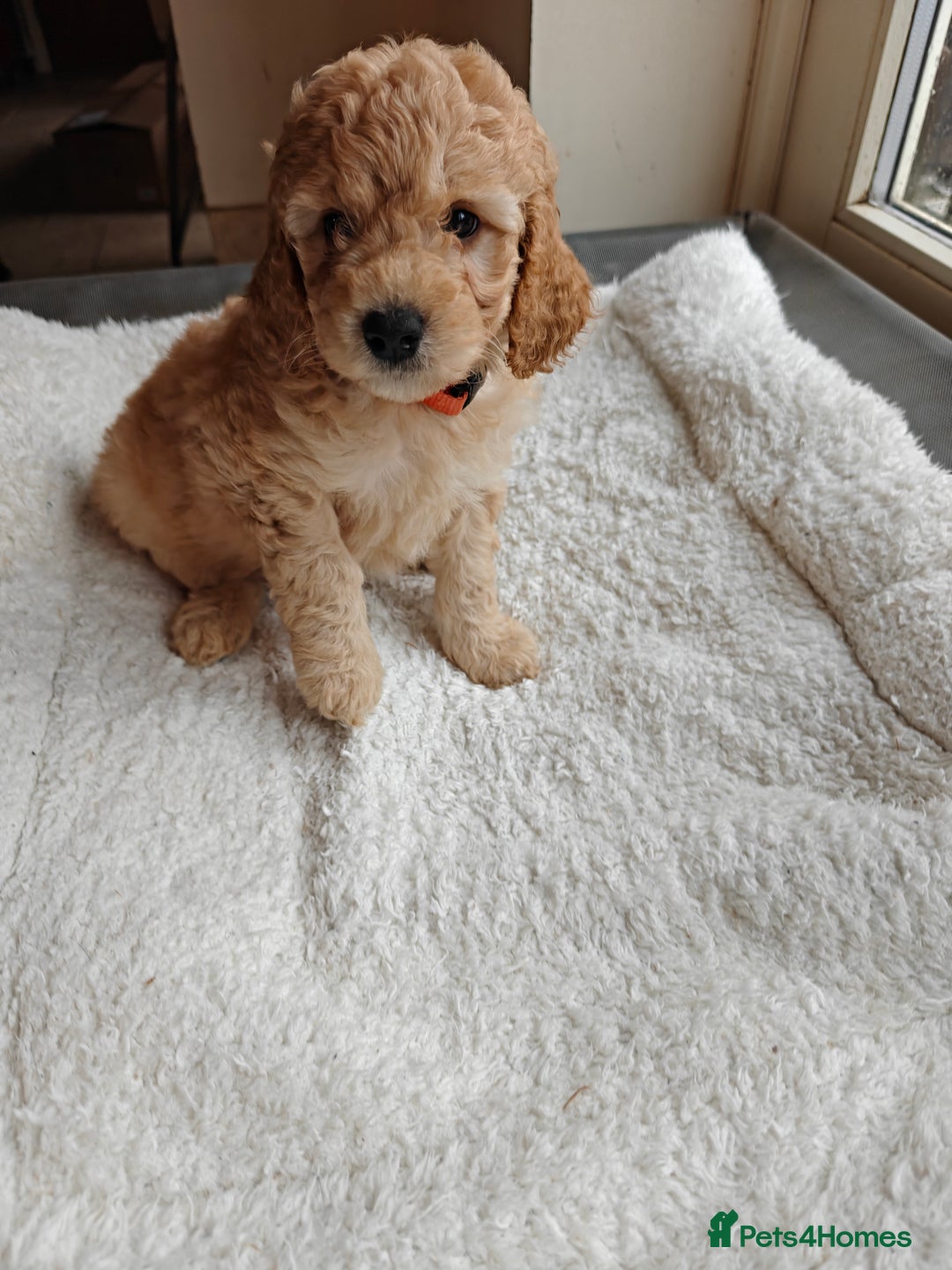 Cockapoo dogs for sale: Gorgous F1B Cockapoo Puppies ready 12th October  - Image 11
