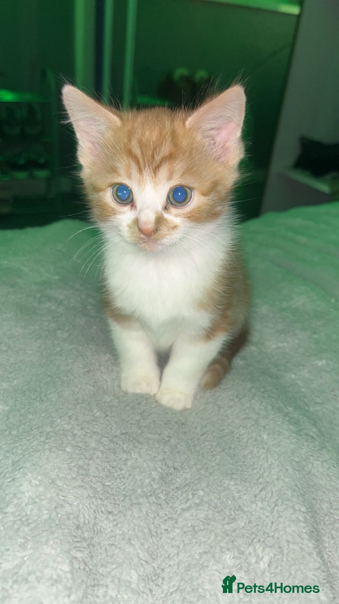 Mixed Breed cats for sale: Cute, Cuddly Kittens 💝 - Image 5