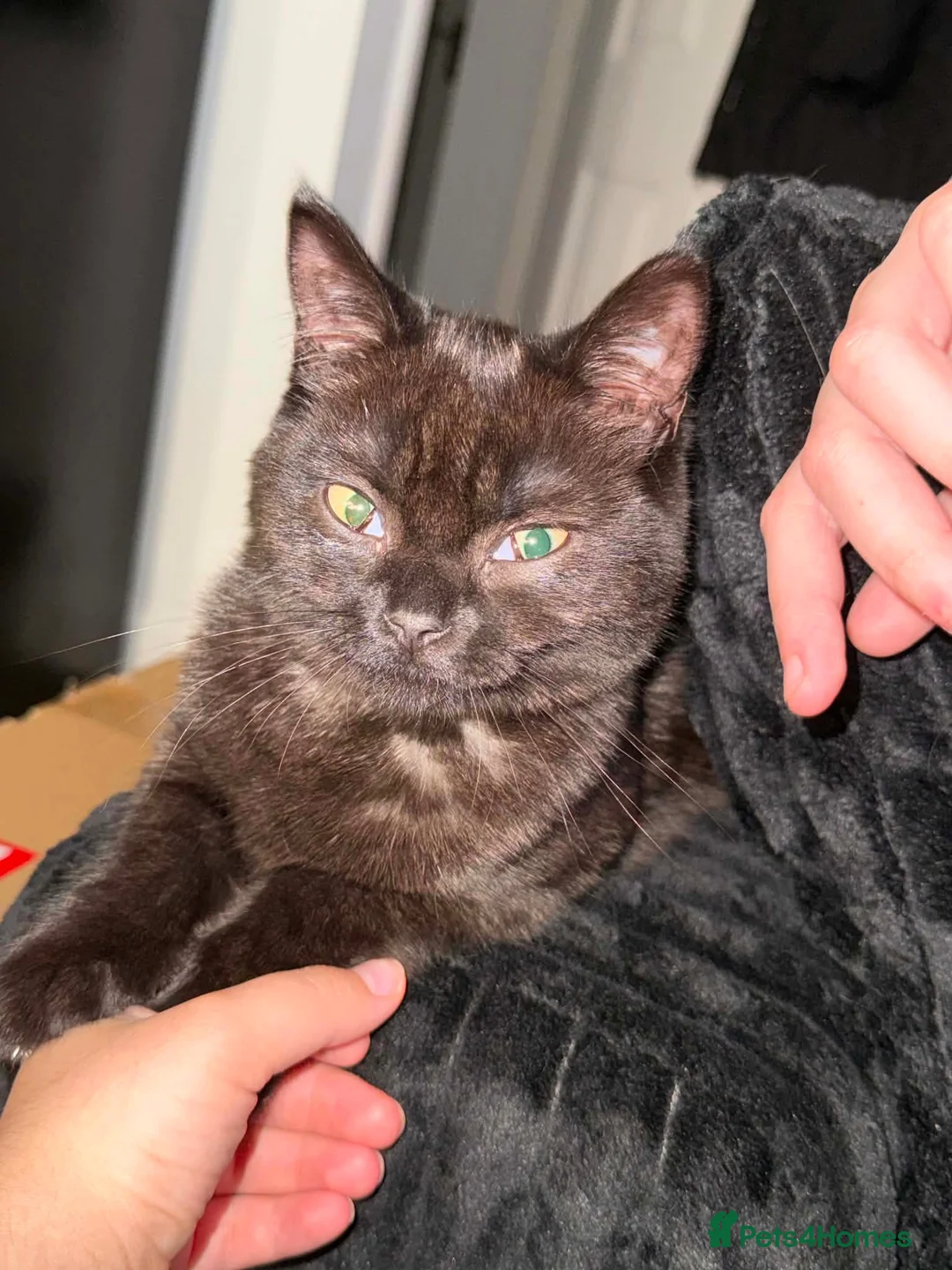 British Shorthair cats for sale: british shorthair mixed breed in Melton Mowbray - Advert 2
